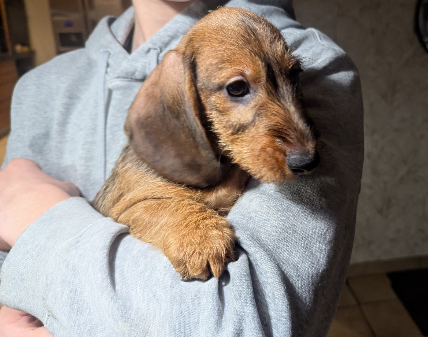 Du Clos Du Rietz - Chiots disponibles - Teckel poil dur