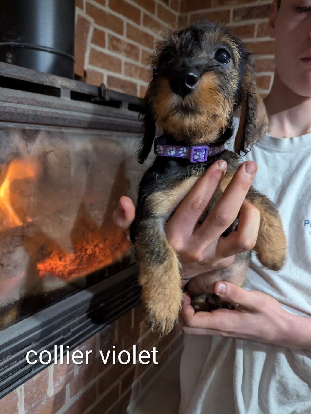 Du Clos Du Rietz - Chiots disponibles - Teckel poil dur