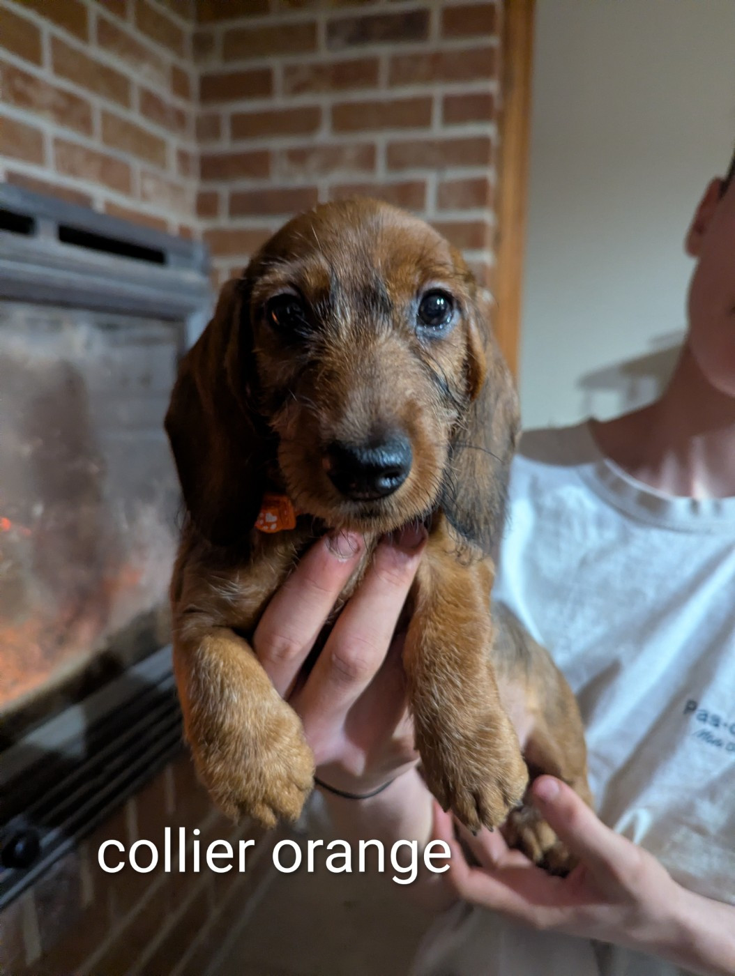 Du Clos Du Rietz - Chiots disponibles - Teckel poil dur