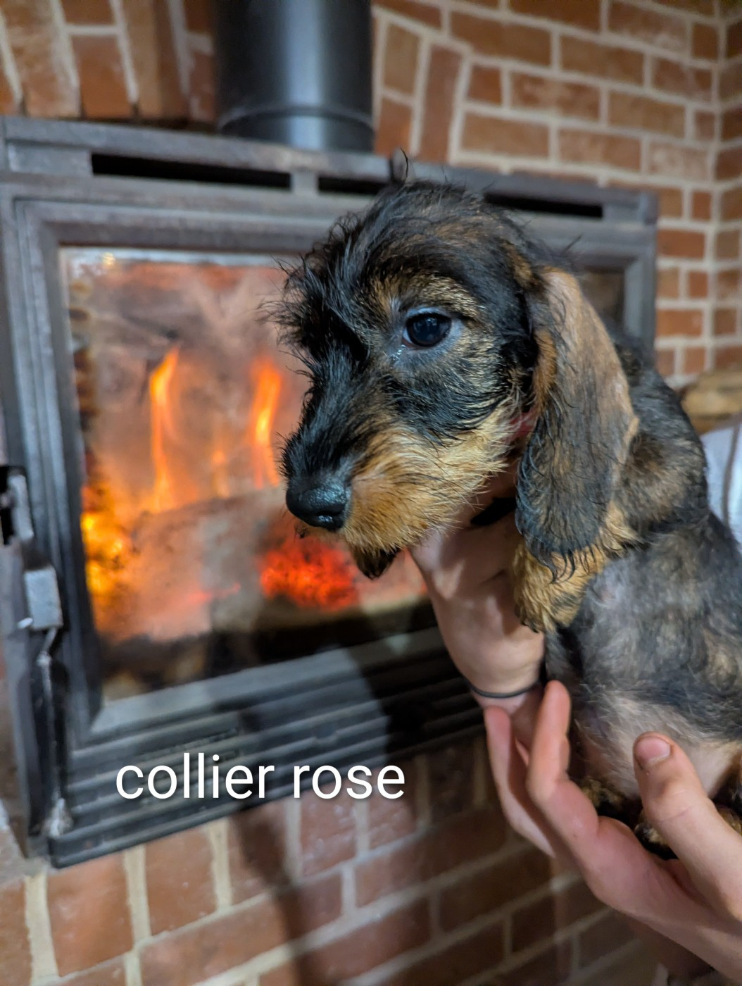 Du Clos Du Rietz - Chiots disponibles - Teckel poil dur