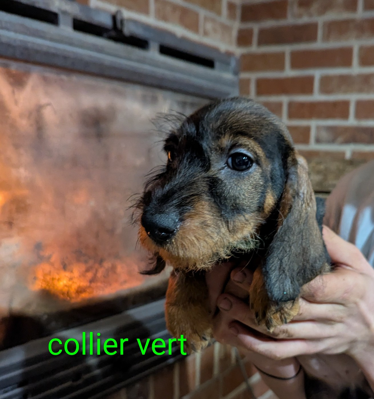 Du Clos Du Rietz - Chiots disponibles - Teckel poil dur