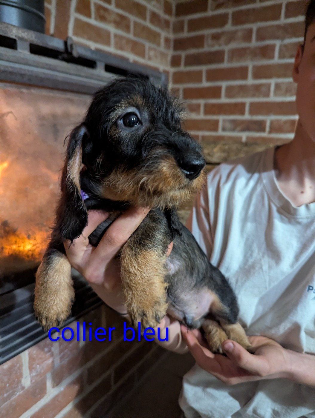 Du Clos Du Rietz - Chiots disponibles - Teckel poil dur